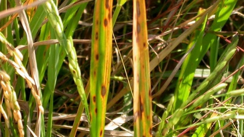 Tìm hiểu rõ triệu chứng của bệnh khô vằn