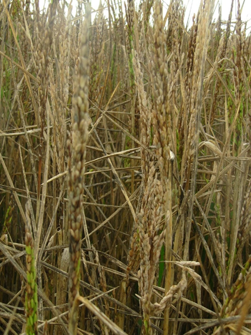 Khám phá ngay hình ảnh bệnh khô vằn ở lúa