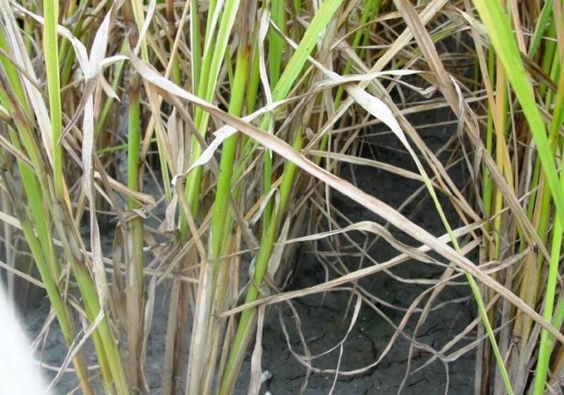 Nhìn rõ chi tiết hình ảnh bệnh khô vằn hại lúa