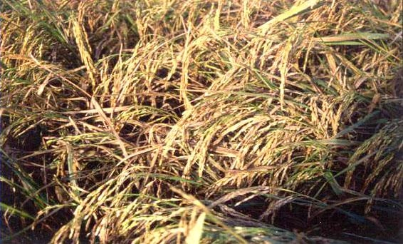 Thông tin chi tiết về bệnh khô vằn trên cây ngô