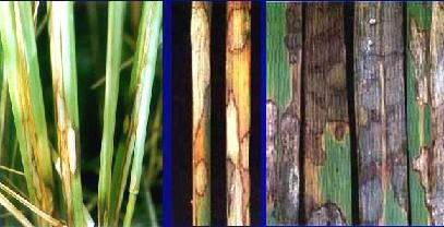 Xem chi tiết hình ảnh bệnh khô vằn mới nhất