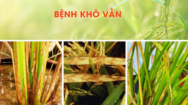 Hình ảnh bệnh khô vằn là như thế nào