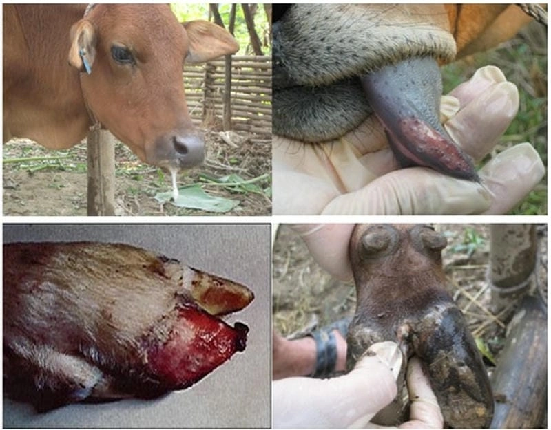 Chia sẻ bộ sưu tập hình ảnh bệnh lở mồm long móng rõ nét