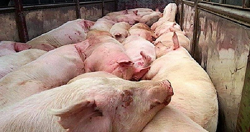 Cảnh báo dấu hiệu qua hình ảnh bị bệnh lở mồm long móng thực tế