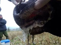 Minh họa thực tế hình ảnh bệnh lở mồm long móng trâu bò chuẩn