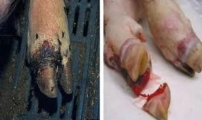 Bộ sưu tập ảnh thật lở mồm long móng trên gia súc đầy đủ