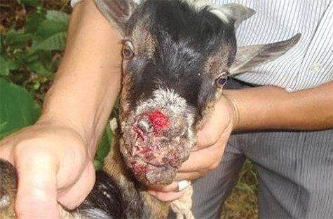 Quan sát thực tế hình ảnh lợn lở mồm long móng để phòng bệnh