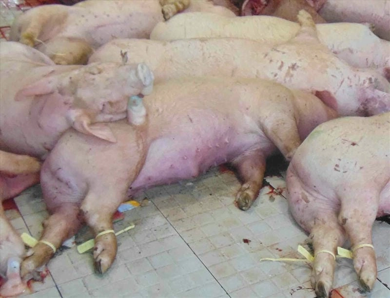 Theo dõi biểu hiện qua ảnh bị bệnh lở mồm long móng chân thực