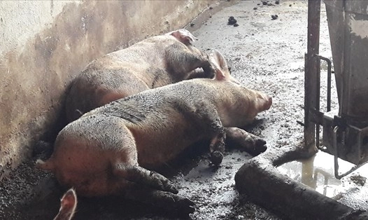 Xem ảnh minh họa triệu chứng bệnh lở mồm long móng rõ ràng