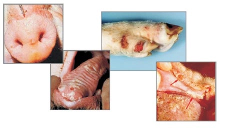 Quan sát ảnh thật bệnh lở mồm lông móng ở lợn chuẩn xác