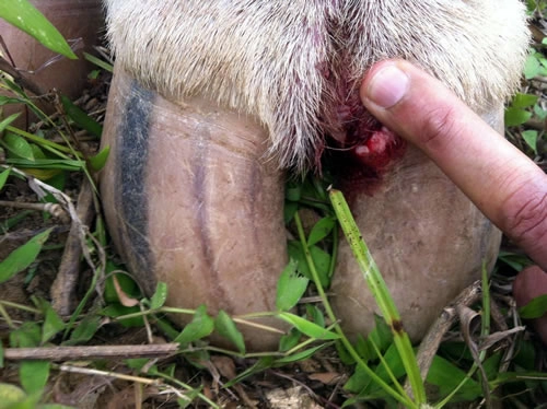 Tìm hiểu triệu chứng bệnh lở mồm lông móng ở bò phổ biến