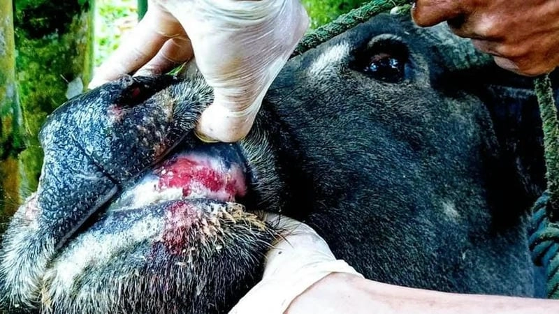 Xem chi tiết bộ sưu tập hình ảnh lở mồm long móng rõ nét