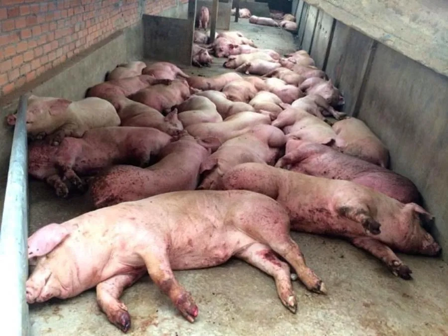 Cách nhận biết sớm bệnh lở mồm long móng ở lợn dễ hiểu