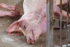 Tìm hiểu trực quan hình ảnh thật bệnh lở mồm long móng rõ nét