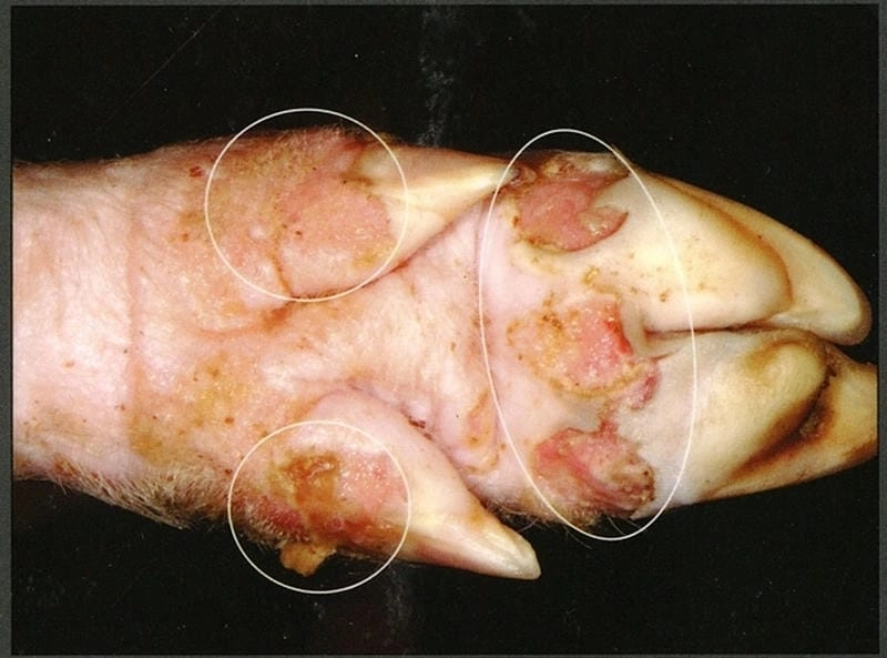 Tìm hiểu dấu hiệu bệnh lở mồm long móng qua hình ảnh thực tế