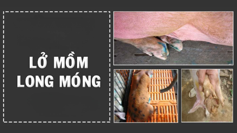 Hình ảnh bệnh lở mồm long móng là như thế nào