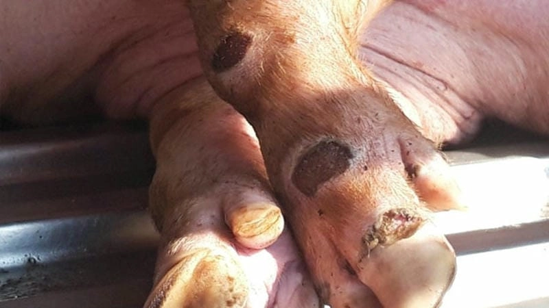 Cập nhật chi tiết ảnh bệnh lở mồm long móng mới nhất hiện nay