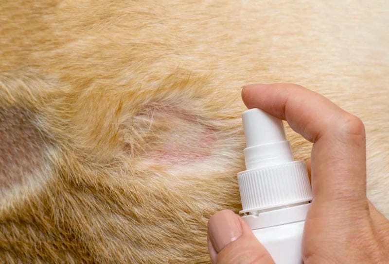 Hình ảnh bệnh nấm da đầu và triệu chứng