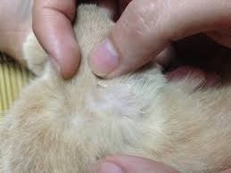 Chia sẻ cách chữa nấm ở mèo hiệu quả