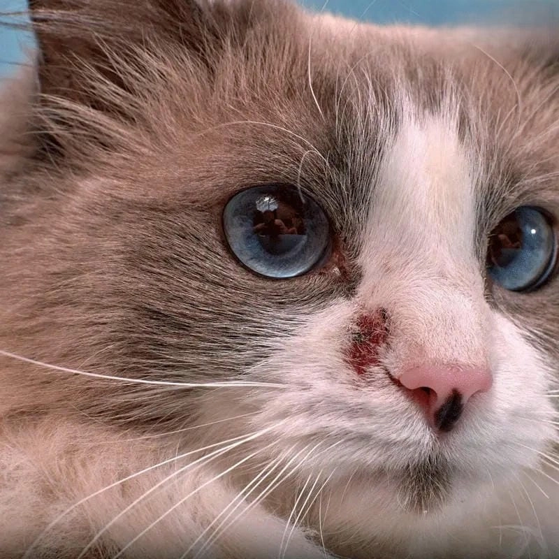 Trường hợp nặng khi mèo bị nấm ở mặt