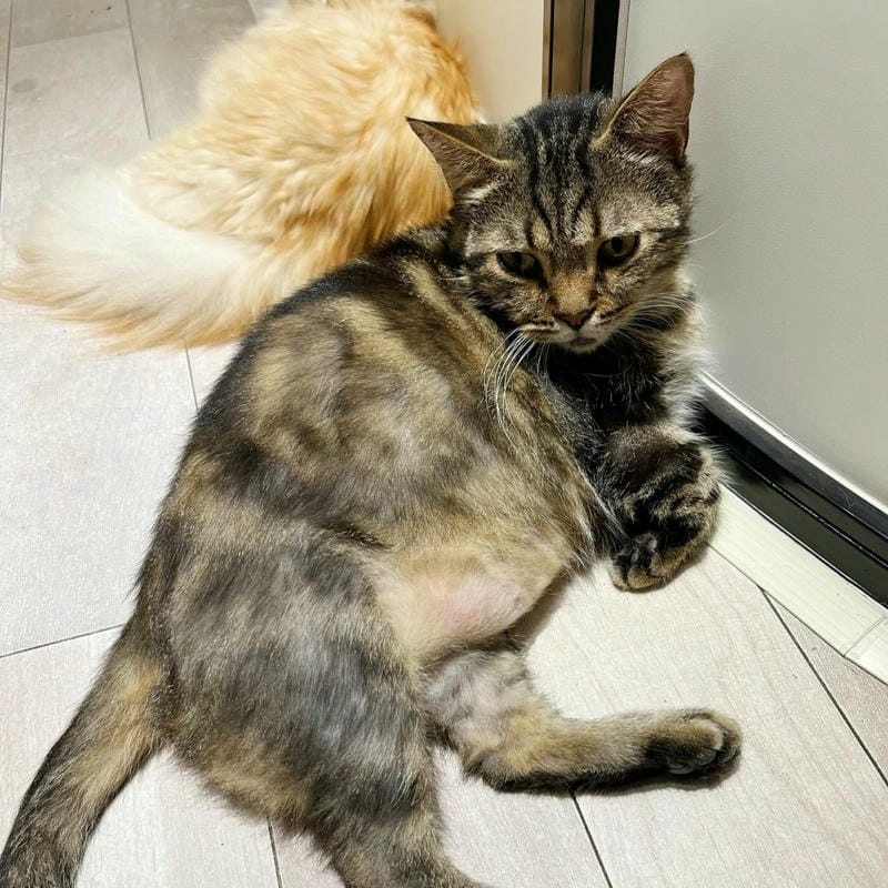 Phát hiện vết loét khi mèo bị nấm ở đuôi