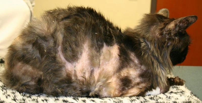 Hình ảnh rõ ràng về dấu hiệu của nấm mèo