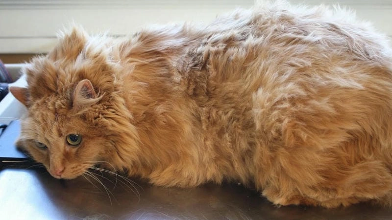 Lưu ý các dấu hiệu mèo bị nấm ban đầu