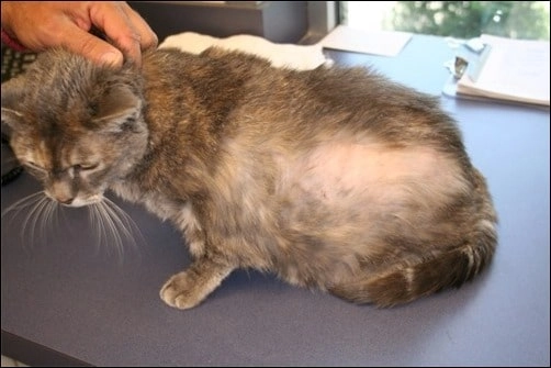 Nhận diện bệnh qua hình ảnh nấm mèo