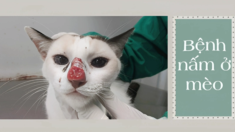Bệnh nấm mèo ở mèo là như thế nào