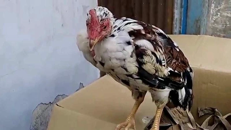 Chi tiết rõ ràng qua ảnh bệnh newcastle ở gà được chia sẻ