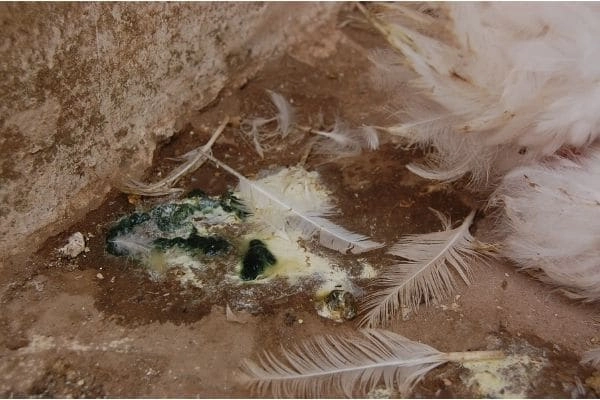 Tổng hợp rõ nét hình ảnh gà bệnh newcastle cho người nuôi xem