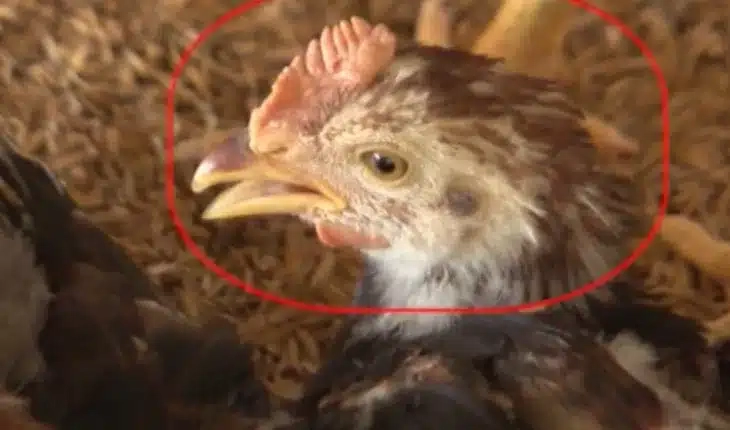 Tổng hợp dấu hiệu thường thấy của newcastle trên gà hiện nay