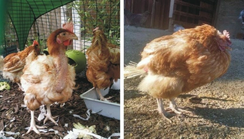 Phương pháp phổ biến để chữa bệnh newcastle ở gà hiệu quả