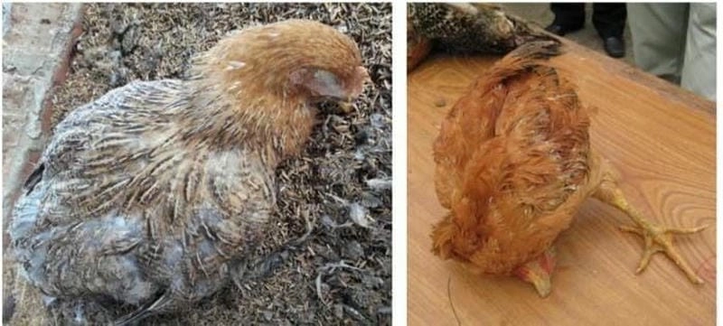 Thông tin chi tiết về bệnh newcastle ở gà và cách chữa trị