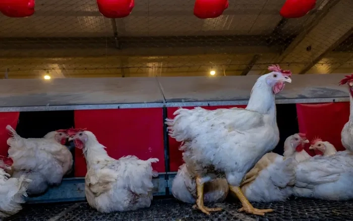 Nhận biết sớm triệu chứng bệnh newcastle ở gà để điều trị