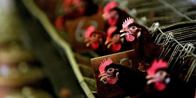 Cập nhật hình ảnh bị bệnh newcastle ở gà cho người chăn nuôi