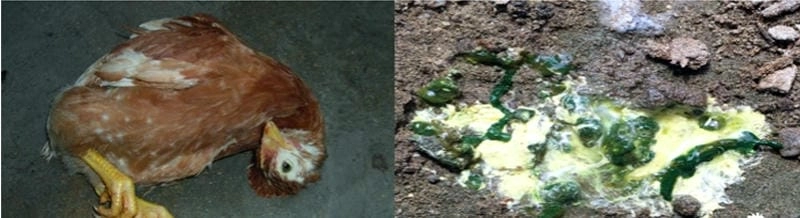 Xem rõ ảnh gà bị bệnh newcastle để phát hiện sớm