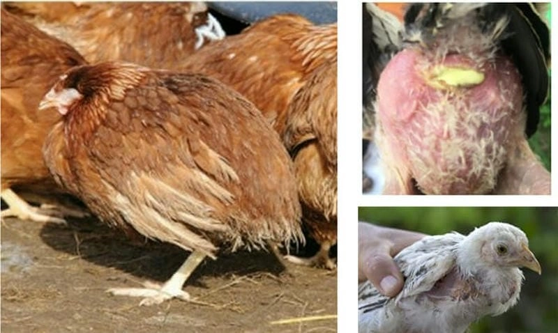 Nhận diện hình ảnh gà bị bệnh newcastle dễ dàng tại nhà