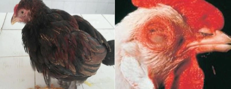 Thông tin cần biết về gà newcastle và phòng tránh bệnh