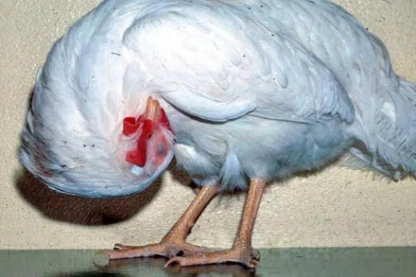 Cập nhật ảnh triệu chứng bệnh newcastle ở gà cho người chăn nuôi