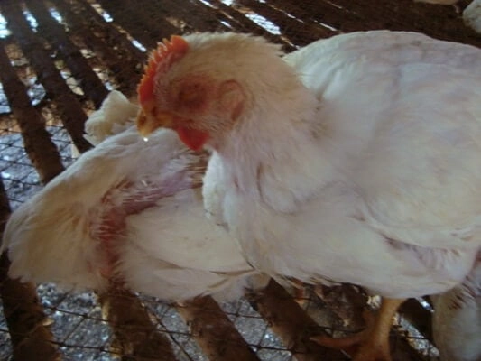 Chi tiết rõ rệt hình ảnh triệu chứng newcastle ở gà cần lưu ý