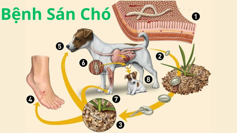 Hình ảnh bệnh sán chó là như thế nào