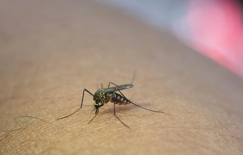 Hình ảnh da bị sốt xuất huyết thường thấy là vết bầm tím nhỏ