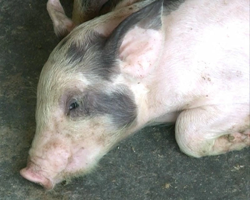 Hình ảnh lợn bị bệnh tai xanh cho thấy mức độ bệnh rõ nét