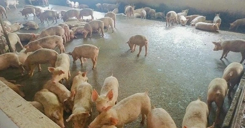 Hình ảnh lợn bị tai xanh dễ dàng nhận biết qua màu sắc tai