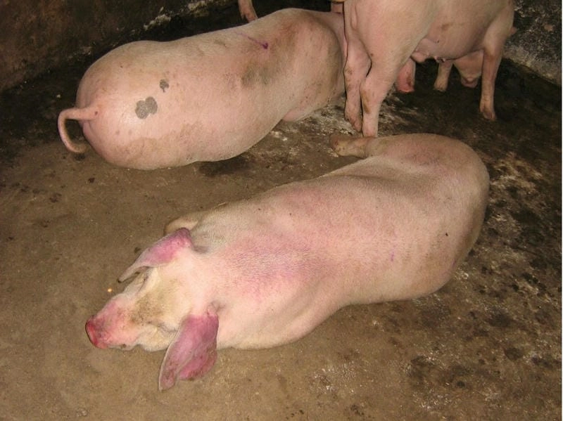 Biểu hiện lợn bị tai xanh xuất hiện từ giai đoạn đầu bệnh