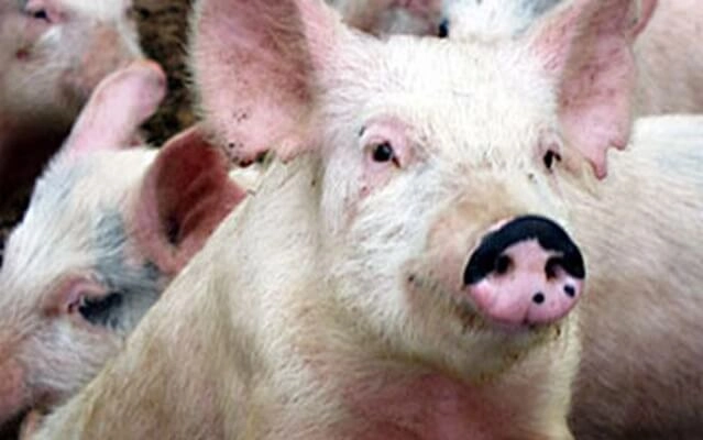 Bệnh tai xanh và cách chữa trị cần phát hiện sớm và cách ly