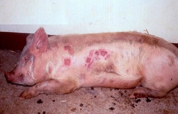  Hình ảnh dịch tai xanh lợn con thể hiện triệu chứng rõ rệt nhất
