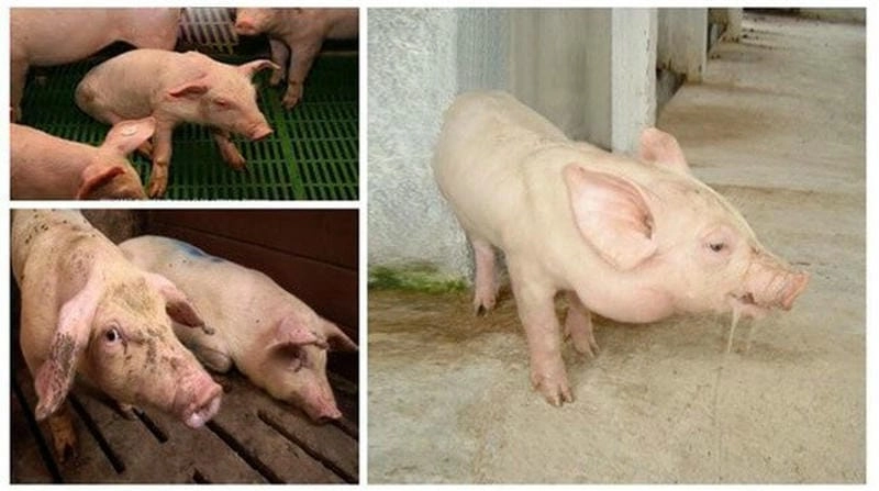 Dấu hiệu lợn bị bệnh tai xanh dễ nhận biết qua da và tai