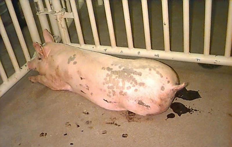 Triệu chứng lợn bị tai xanh gồm sốt cao và tai tím tái
